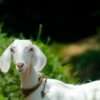 a goat in a pasture