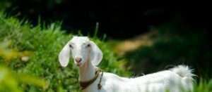 Unscented Goat Milk Lotion