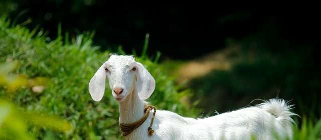 a goat in a pasture